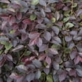 thumbnail image 5 of 3 gal Loropetalum Purple Daydream Live Shrub with Pink Flowers, 5 of 6