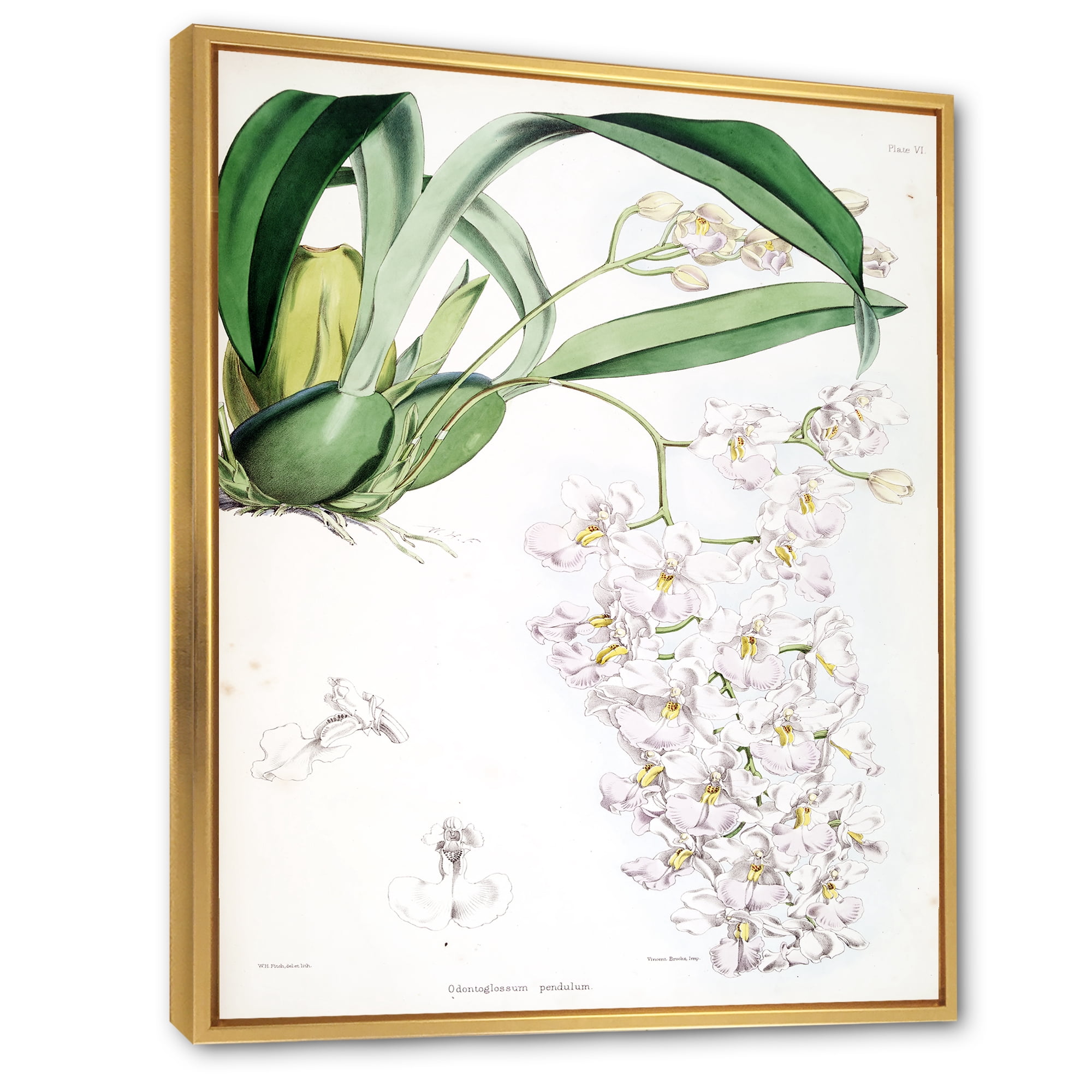 Designart 'Ancient White Orchid II' Traditional Framed Canvas Wall Art Print