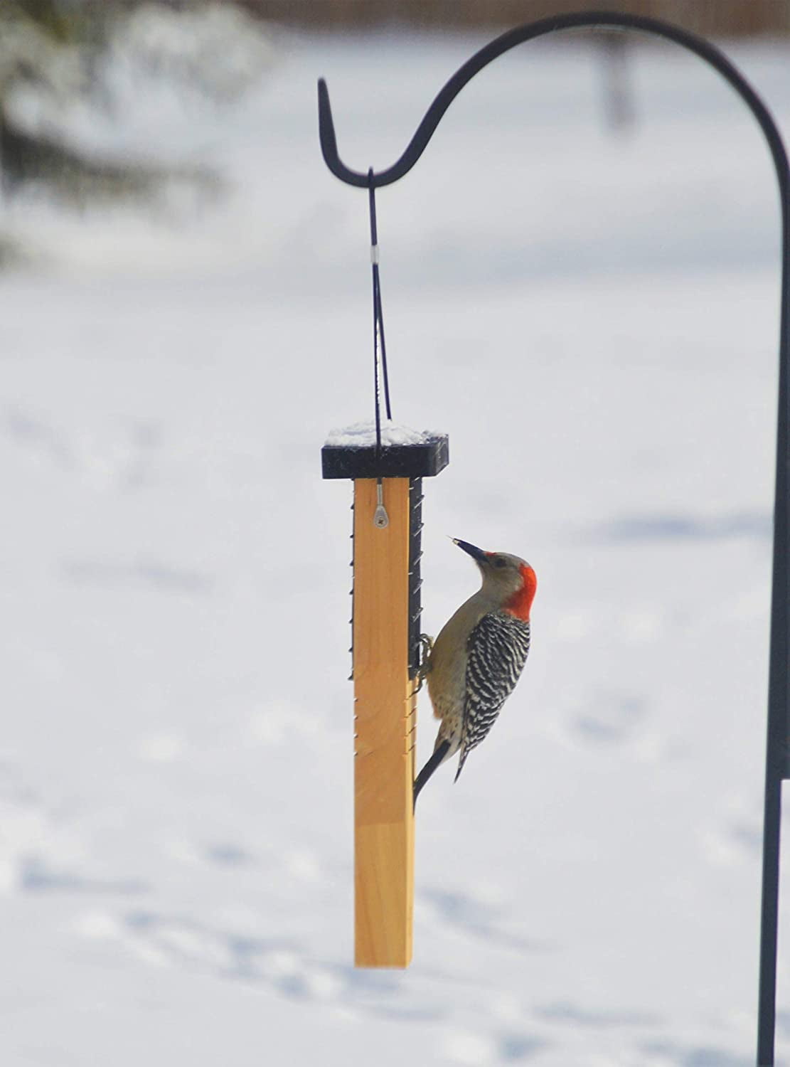 Nature's Way Bird Products TAIL-PROP 1-Cake Suet Feeder with Roof 2 lb Capacity