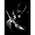 thumbnail image 2 of Chapman, Julie T. 25x32 White Modern Wood Framed Museum Art Print Titled - Wildlife Scratchboards II, 2 of 4