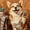 Corgi01, variant on Smiling Orange Tabby Cat Framed Wall Art, Solid Wood Frame Cozy Warm Oil Painting Print, Cute Cat Wall Decor for Bedroom Bathroom, 12x16in