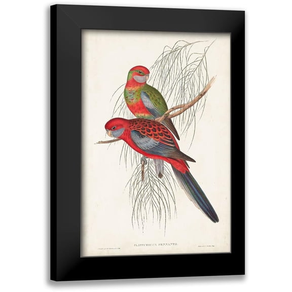 Gould, John 11x14 Black Modern Framed Museum Art Print Titled - Tropical Parrots III