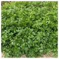 thumbnail image 2 of Everwilde Farms - 1 lb Italian Giant Parsley Seeds - Gold Vault Bulk Seed Packet, 2 of 3