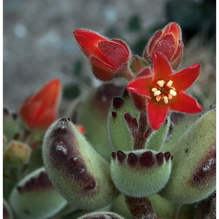 Rare Bear Paw Succulent - Cotyledon tomentosa - Easy to Grow - 2.5 Rare Bear Paw Succulent - Cotyledon tomentosa - Easy to Grow - 2.5