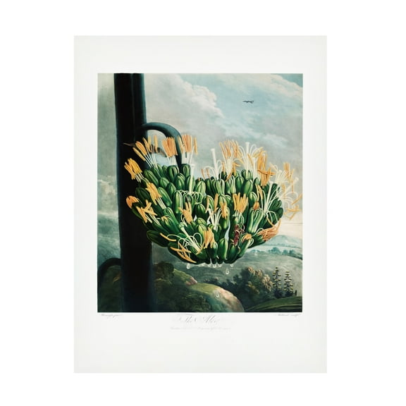 Trademark Fine Art Pictufy  The Aloe from The Temple of Flora 1807 Canvas Wall Art