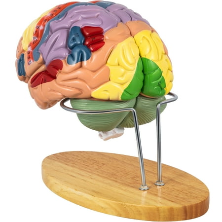 VEVOR Human Brain Model Anatomy 4-Part Model of Brain w ...