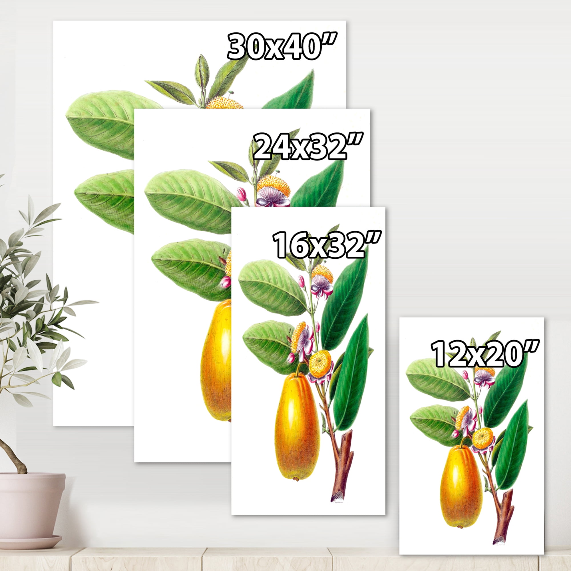 Designart ' Ancient Fruits I ' Farmhouse Canvas Wall Art Print