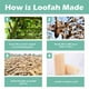 thumbnail image 4 of 6 uds Natural Loofah Luffa Loofa exfoliante baño ducha esponja cuerpo depurador JAMW Sencillez, 4 of 5