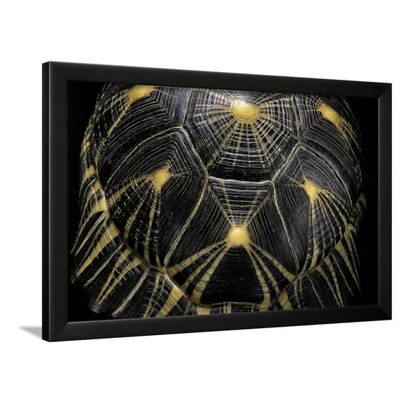 Geochelone Radiata Radiated Tortoise, Animals Framed Art Print Wall Art by Paul Starosta Sold by Art.Com