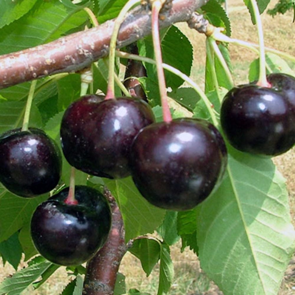 Expert Gardener 2-3 ft tall Black Pearl Fruiting Cherry Live Tree in 5-Gallon Grower Pot