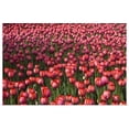thumbnail image 1 of Great BIG Canvas | Rolled David Chapman Poster Print entitled Tulips, 1 of 4