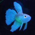 thumbnail image 3 of Genérico Artificial silicona suave efecto nte Betta acuario pecera decoración Salvador  Betta de silicona artificial, 3 of 10