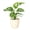 Natural, variant on Live Swiss Cheese Plant, Monstera Adansonii Vine, Air Purifying 4 inch Diameter Live Plant Grown in USA