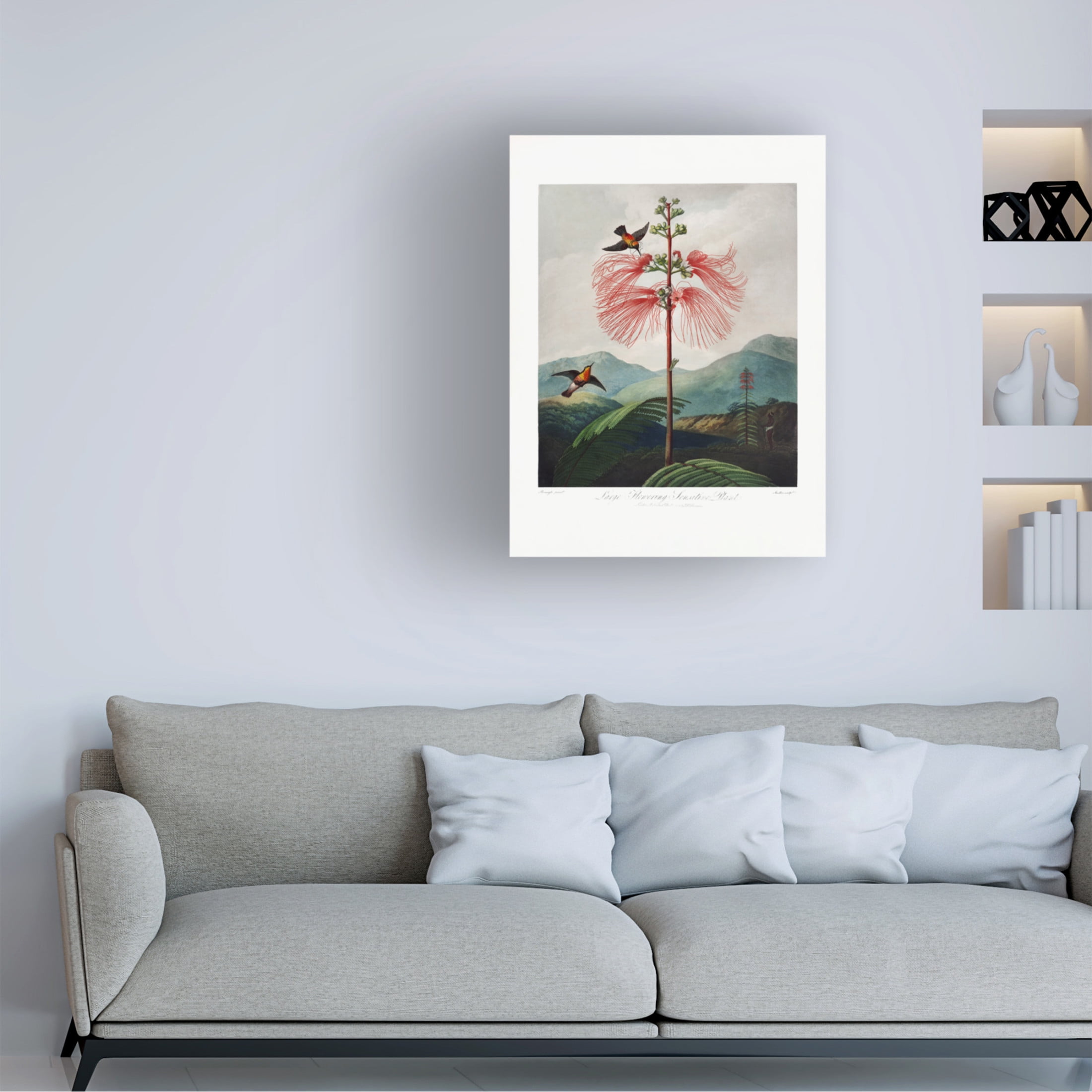 Trademark Fine Art Pictufy  Largea Flowering Sensitive Plant Canvas Wall Art