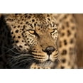 thumbnail image 2 of Jimmyz 14x11 White Modern Wood Framed Museum Art Print Titled - Cheetah Stare, 2 of 4