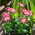 thumbnail image 4 of Delosperma HotCakes, Saucy Strawberry, Ice Plant - Pot Size: 3in (2.6x3.5in) - Succulents, 4 of 5