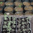 thumbnail image 3 of 500pcs Nursery Pot Plastic Plant Propagation Container 8 X 8cm - Snngv, 3 of 3