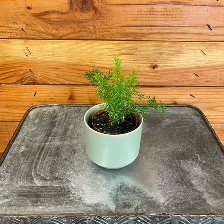 Asparagus Meyeri Foxtail Fern, 2" Plant, The Plant Farm
