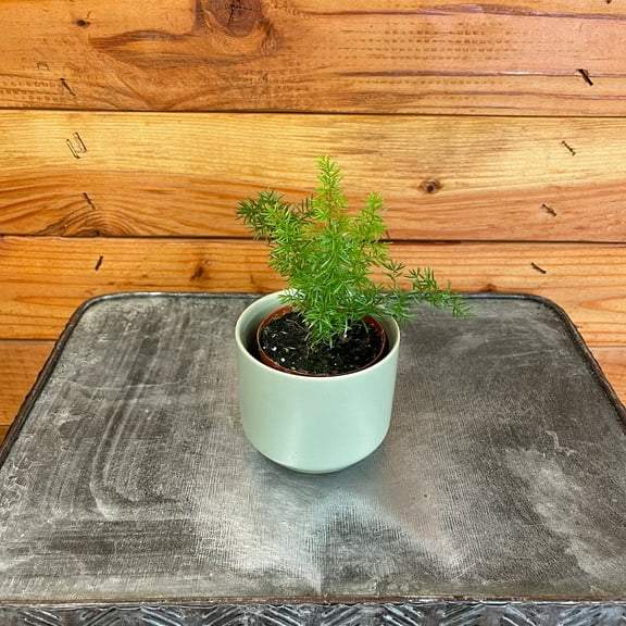 Asparagus Meyeri Foxtail Fern, 2" Plant, The Plant Farm