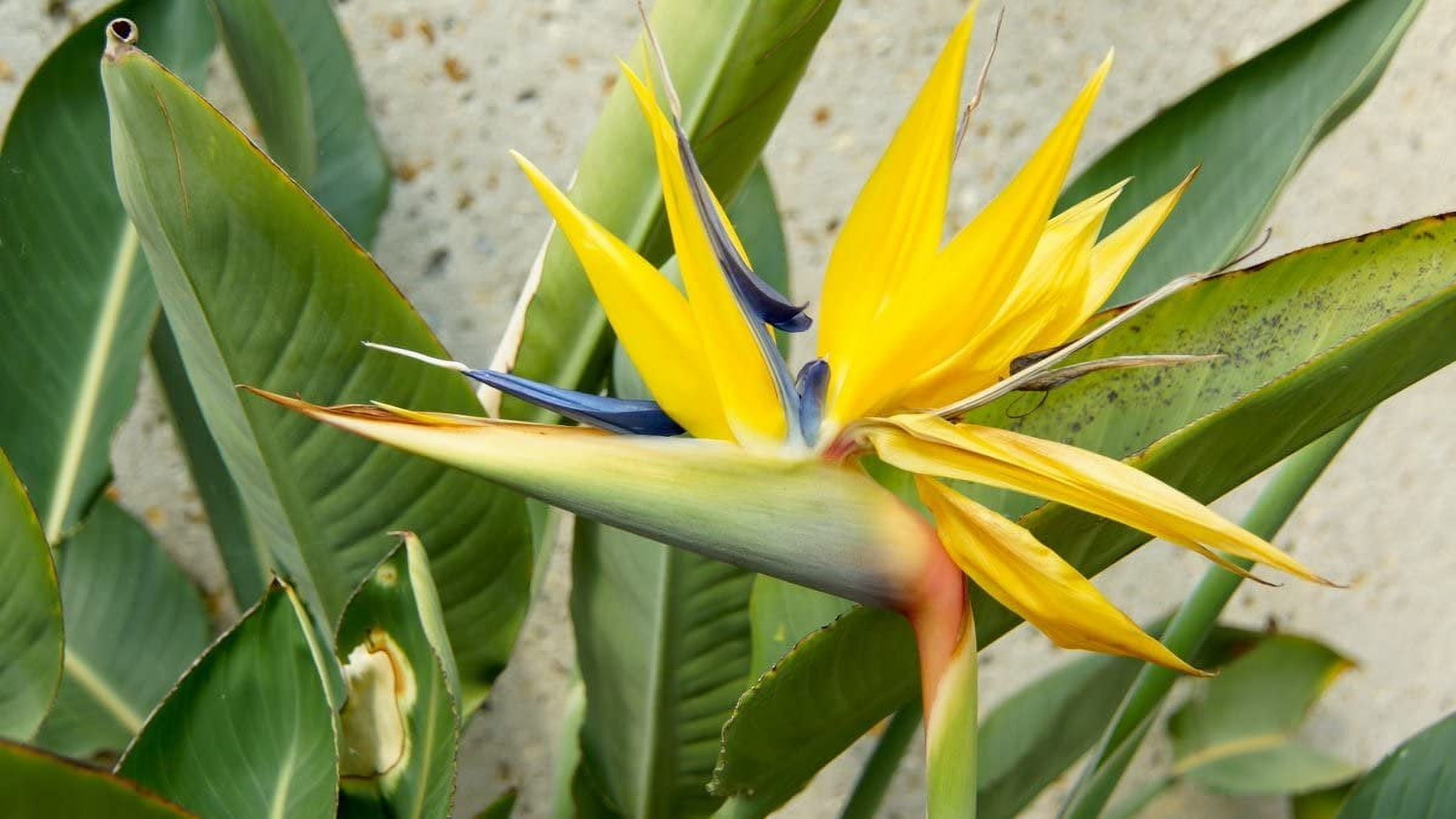 Mandela's Gold Strelitzia Reginae - Rare Yellow Bird of Paradise, 3 Live  Indoor Garden Plants, Sun-loving Bush - Walmart.com