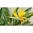 thumbnail image 5 of Yellow Bird of Paradise  30 Live Plants  Mandela's Gold  Strelitzia Reginae  Beautiful Rare Foliage Specimen, 5 of 6