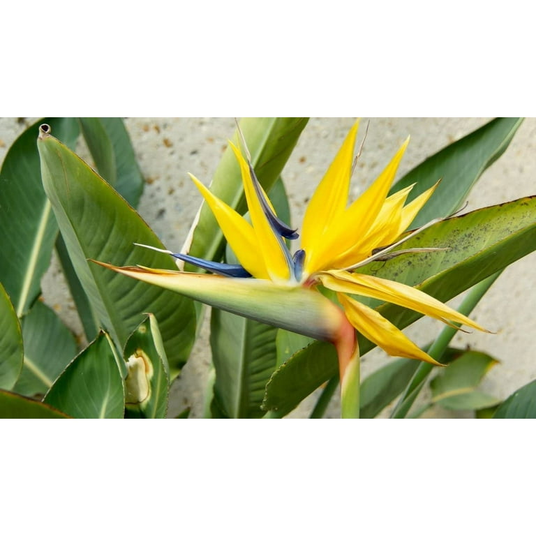 zimmerpflanzen feige Geigenfeige (Ficus lyrata) kaufen main image 1