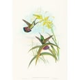 thumbnail image 2 of John Gould 11x14 Gold Ornate Wood Frame and Double Matted Museum Art Print Titled - Lampornis Veraguensis (Veraguan Mango), 2 of 4