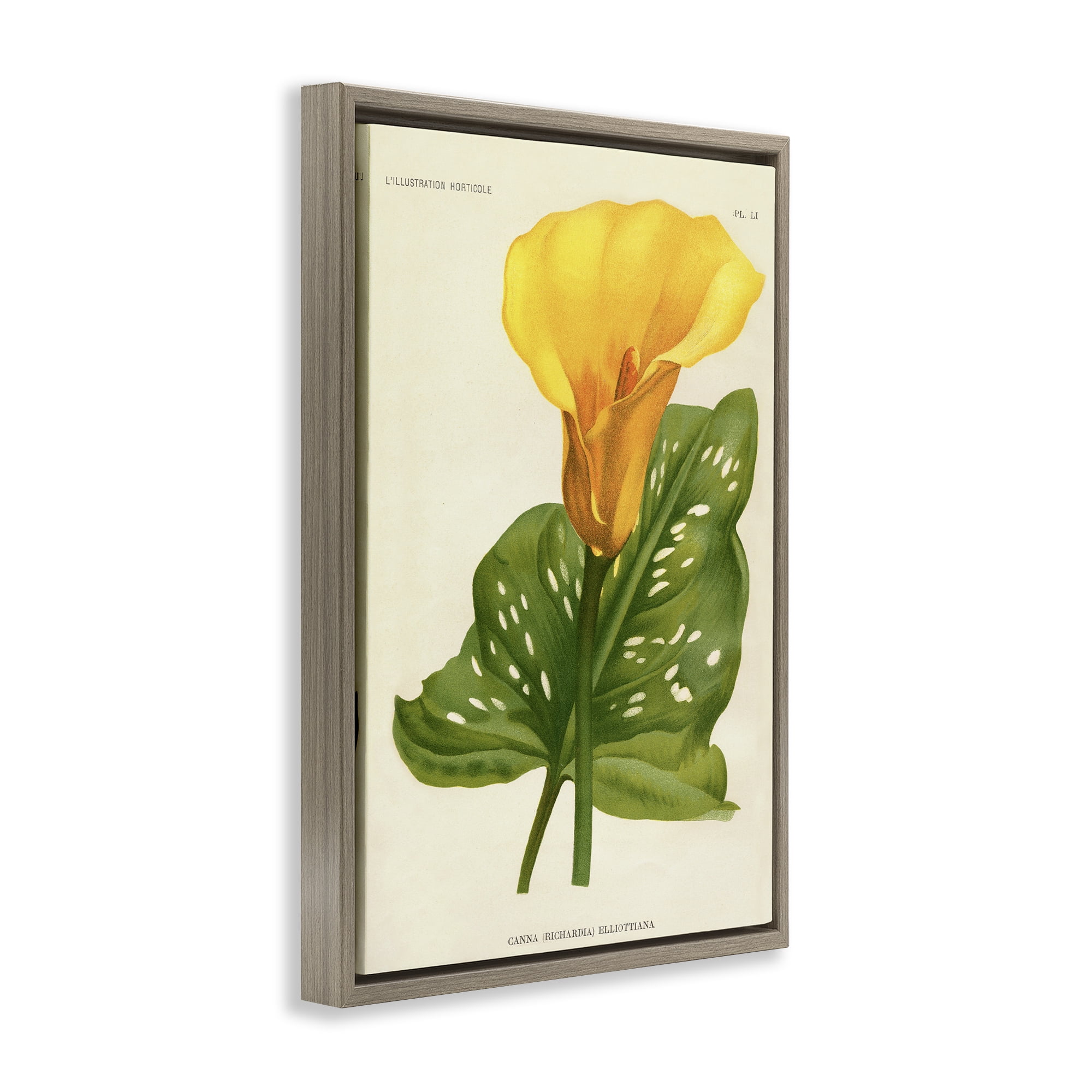Stupell Industries Yellow Canna Lily Brown Framed Floater Canvas Wall Art, design by Print Collection