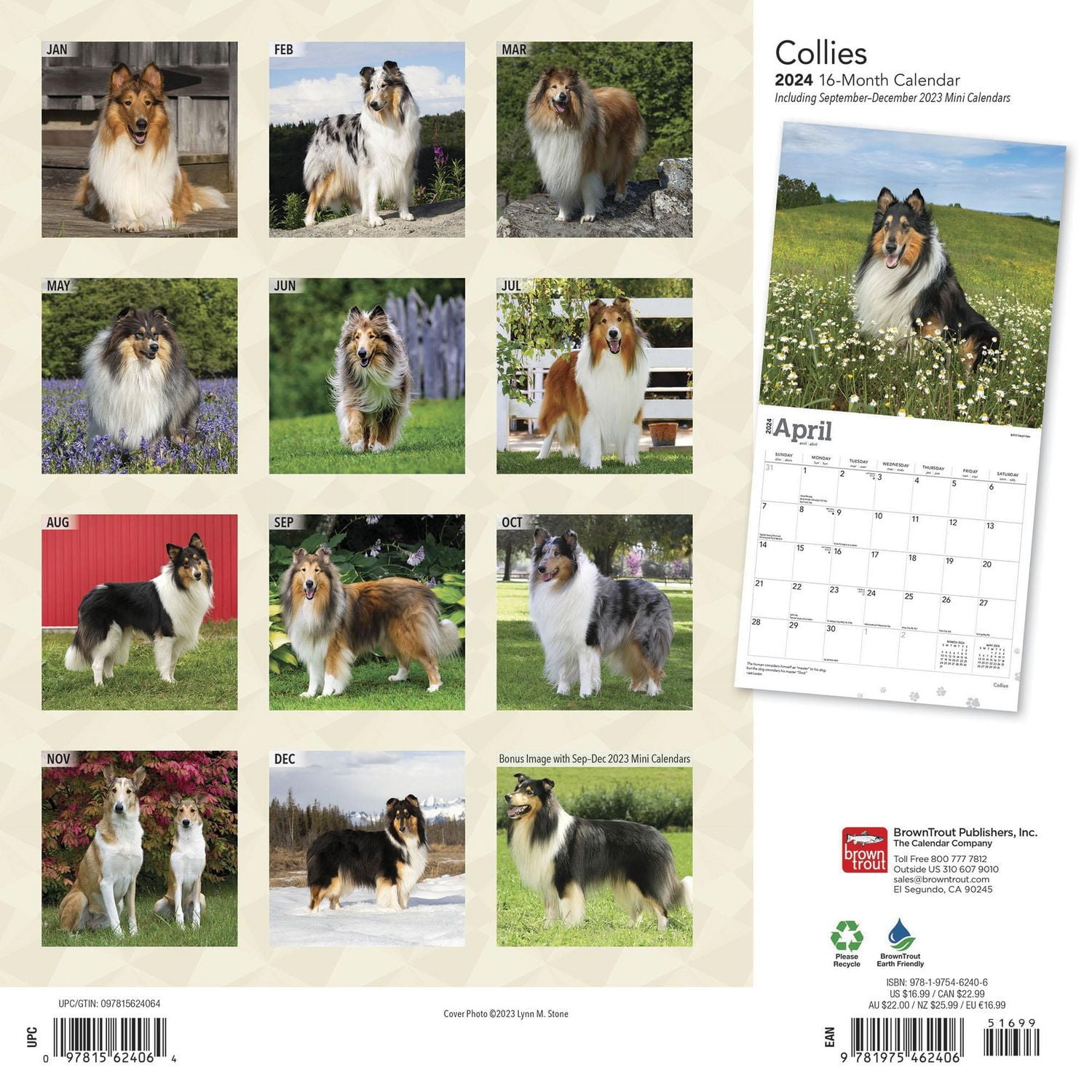 BrownTrout Collies 2024 12x24 Inch Square Wall Calendar, 9781975462406