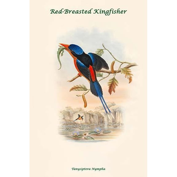 Tanysiptera Nympha - Red-Breasted Kingfisher-Fine Art Canvas Print (20" x 30")