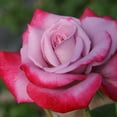 thumbnail image 3 of Own-Root One Gallon Paradise™ Hybrid Tea Rose by Heirloom Roses, 3 of 3