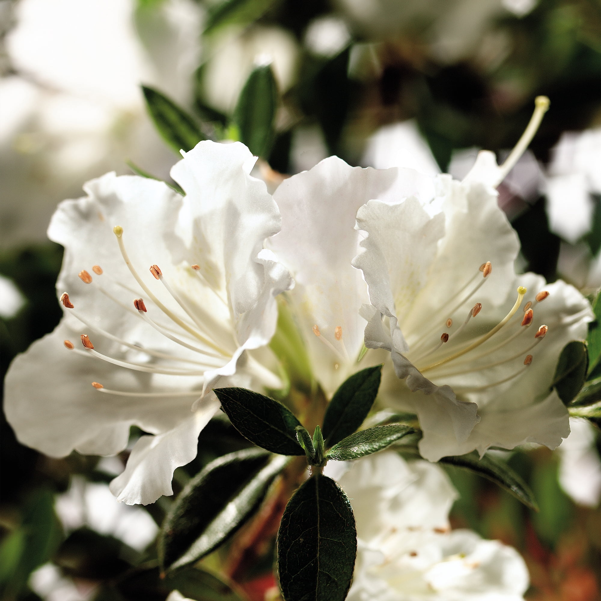 Encore Azalea Autumn Angel Live Shrubs