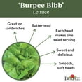 Burpee Burpee Bibb Lettuce Seeds NonGMO, Heirloom Vegetable