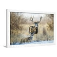 thumbnail image 1 of Mule Deer Buck and Doe Bedded, Animals Scenic Framed Art Print Wall Art by Larry Ditto Sold by Art.Com, 1 of 5