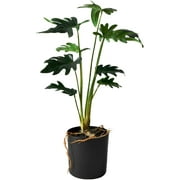 Serene Spaces Living Artificial Xanadu Philodendron in Pot, 17" Tall, Green