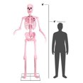 thumbnail image 4 of 8FT Animated Giant Pink Skeleton Decoration, 4 of 7