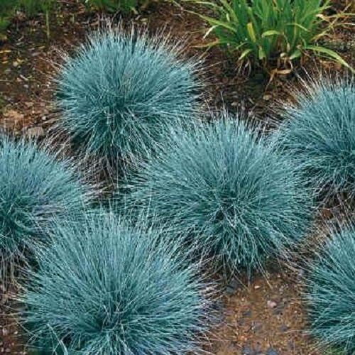 Fresh Blue Fescue Grass Seeds for Planting - Ornamental Landscape or Container Grass (1,000 Seeds)