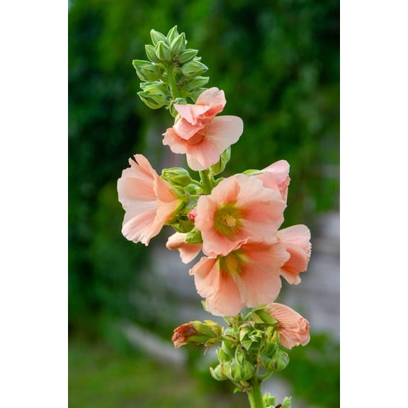 25 PEACH & BROWN HOLLYHOCK Alcea Rosea Flower Seeds Perennial