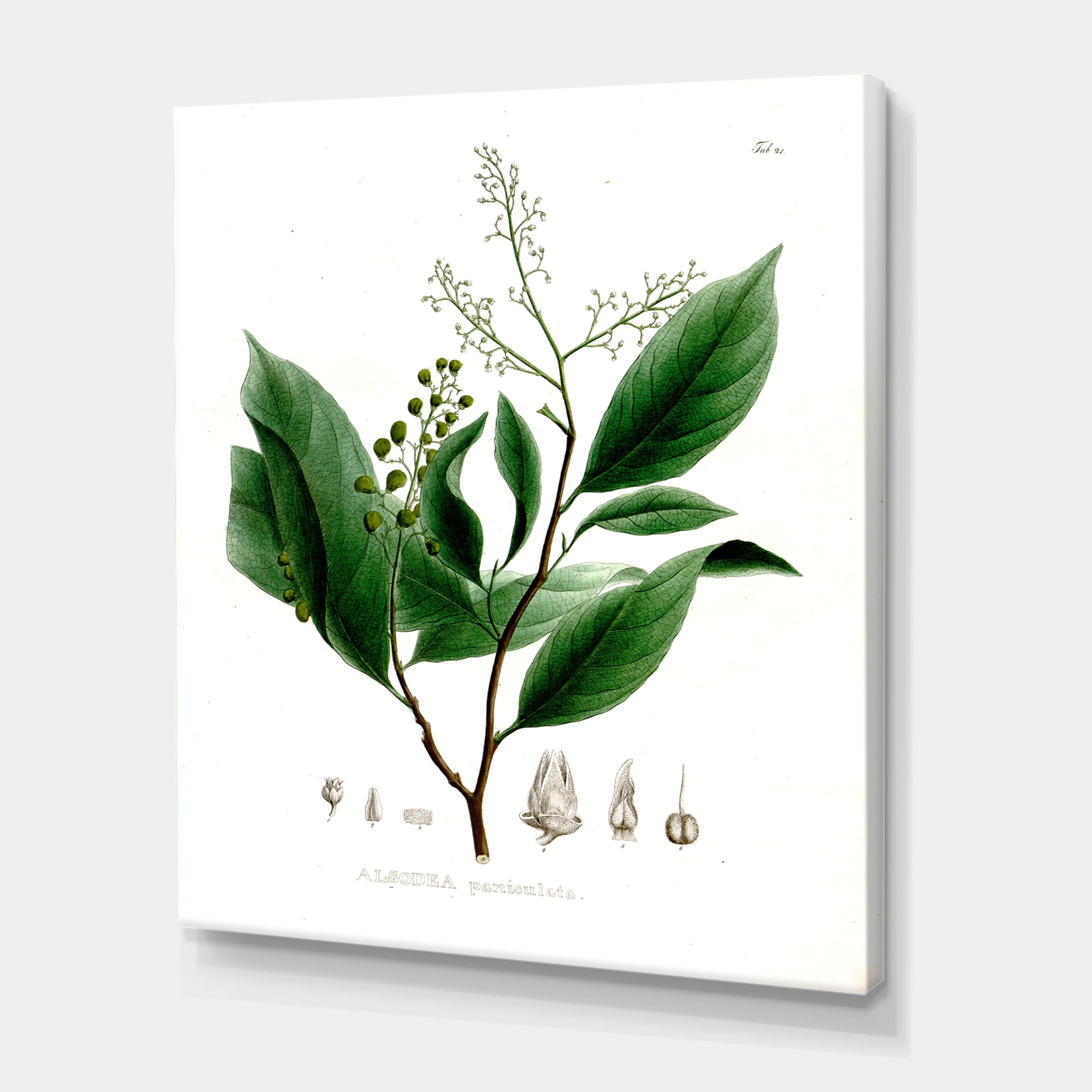 Designart ' Ancient Brazilian Plant II ' Traditional Canvas Wall Art Print