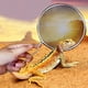 thumbnail image 2 of Con Pala De Arena Con Mango Ergonómico, Pala De Limpieza De Basura A Prueba De Herrumbre, Lagarto Para Tortuga Mgaxyff Dung Sand Shovel, 2 of 8