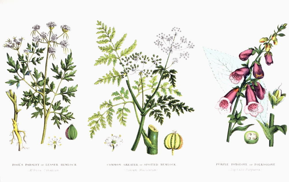 Common Poisonous Plants Left To Right Fools Parsley Or Lesser Hemlock (Aethusa Cynapium) Common Greater Or Spotted Hemlock (Conium Maculatum) Purple Foxglove Or Folksglove (Digitalis Purpurea) From Th