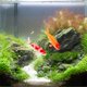 thumbnail image 1 of unbranded 3Ud Lifelike De Peces Artificiales Para Decorar Peceras Y Oficinas, 1 of 8