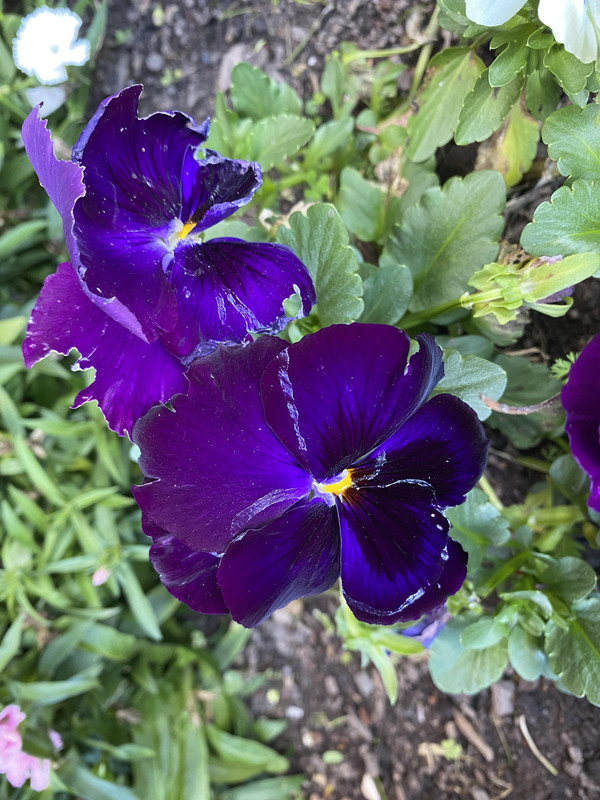 25 Purple Violet Pansy Viola Seeds - Cold and Draft Resistant - Open and Self-Pollinating - Ideal for Late Summer or Spring Planting