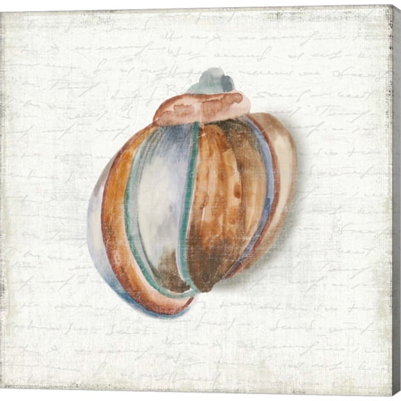 Seashell Portrait II by Aimee Wilson, Canvas Wall Art, 24W x 24H