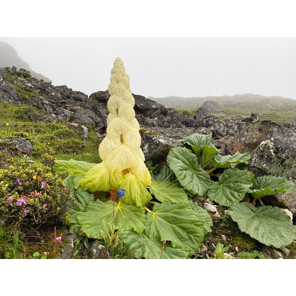 5 NOBLE RHUBARB Rheum Nobile Ornamental Sikkim Himalayan Glasshouse Plant Seeds