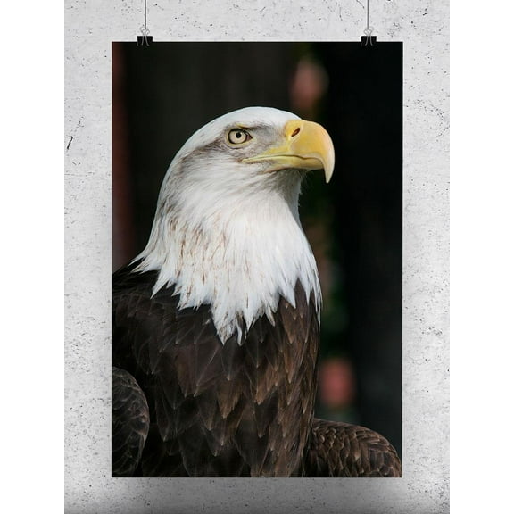 Beautiful Bald Eagle Poster -Image by Shutterstock