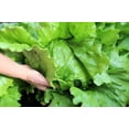 thumbnail image 3 of 3000 *SEEDS - Iceberg Lettuce - Lactuca Sativa Vegetable Seeds, 3 of 11