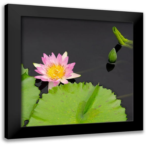 DeNardo, Laura 12x12 Black Modern Framed Museum Art Print Titled - Water Lily Flowers II