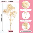 thumbnail image 2 of Topboutique Mini Dried Baby's Breath Flowers,50 Pcs Gypsophila Branches,Dry Flowers Bulk,Pressed Dried Flowers for Hair Accessory DIY,Wedding Wreath,Table Vase,Card Making,Gift,Beige-5 in/13 cm, 2 of 8