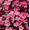 Pink Floral, variant on Yayeee Table Runner 70 inches Long Home Kitchen Dinning Party Decoration, Black Flowers